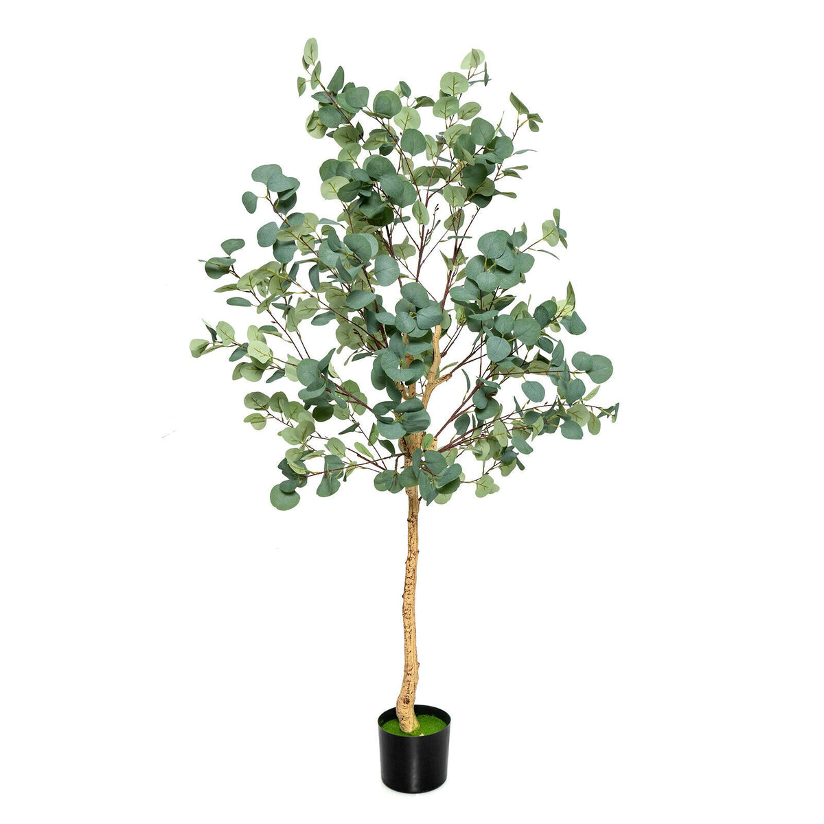 Faux Eucalyptus Tree, 5.5 FT – Silver Dollar Leaves