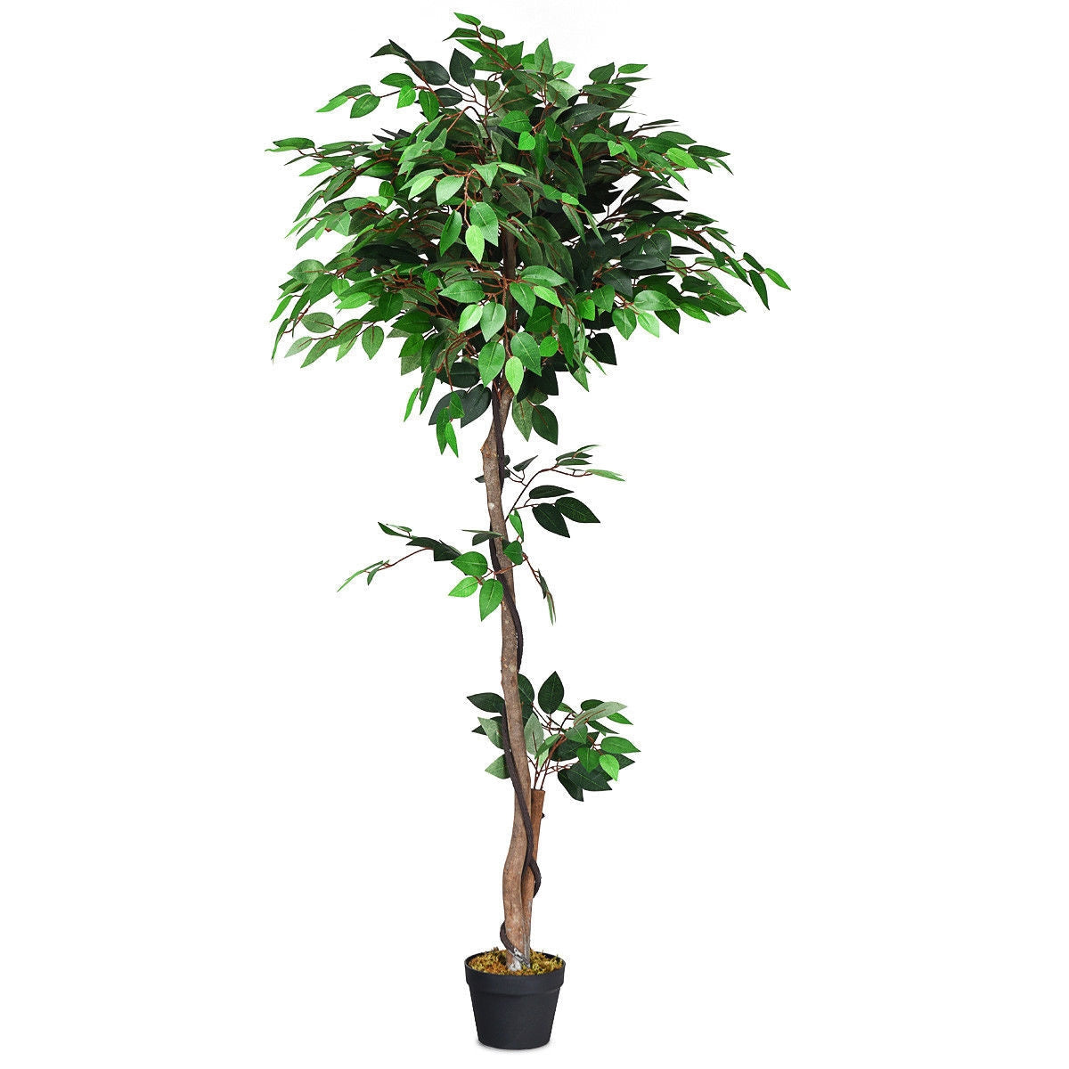 Faux Ficus Tree, 5.5 FT – Natural Wood Trunks